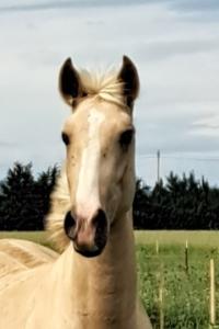 Photo cheval a vendre SAPHIR