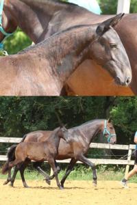 Photo cheval a vendre UCCELLO DASTUGUE