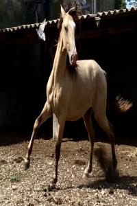 Photo cheval a vendre SAPHIR DES BRUNS