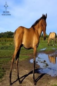 Photo cheval a vendre UFANO DES BRUNS