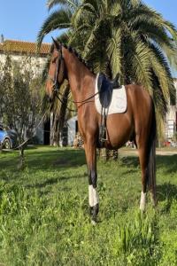 Photo cheval a vendre SULTAN DES BRUNS