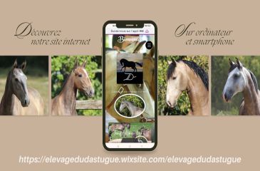 image cheval