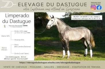 image cheval